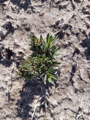 Limonium equisetinum