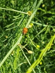 Crioceris duodecimpunctata