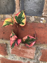 Angiospermae