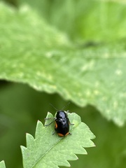 Cryptocephalus moraei