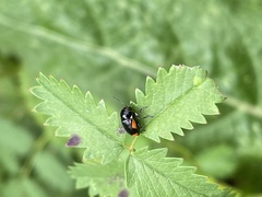 Cryptocephalus moraei