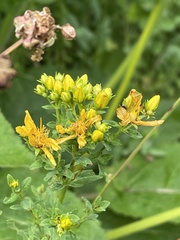 Cryptocephalus moraei