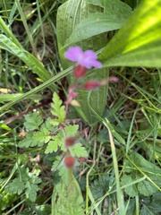 Geranium robertianum