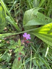 Geranium robertianum