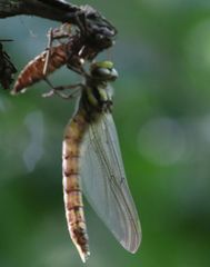 Cordulegaster boltonii