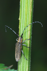 Agapanthia villosoviridescens