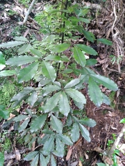 Pseudopanax discolor