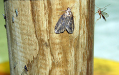 Chesias isabella