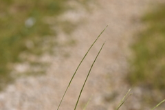 Achnatherum bromoides
