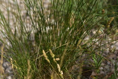 Achnatherum bromoides
