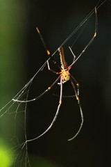 Nephila pilipes