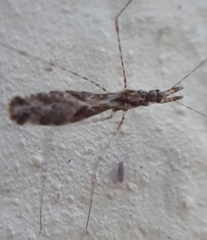 Empicoris culiciformis