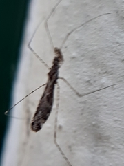 Empicoris culiciformis