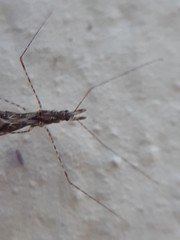 Empicoris culiciformis