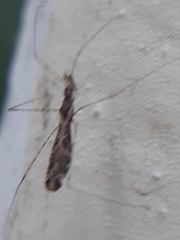 Empicoris culiciformis