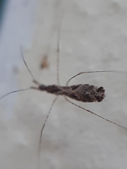 Empicoris culiciformis