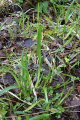 Poa remota