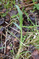 Poa remota