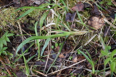 Poa remota