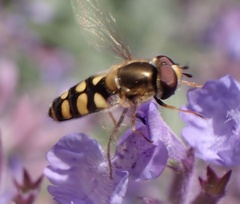 Eupeodes