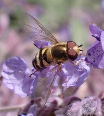 Eupeodes