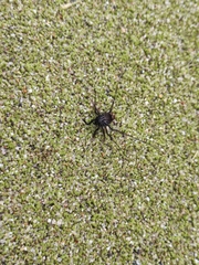 Zachaeus