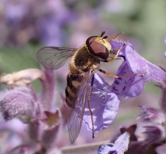 Eupeodes