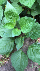 Alkekengi officinarum