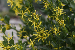 Anthocercis littorea