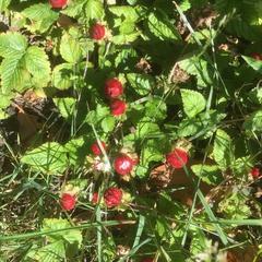 Potentilla indica