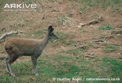 Himalayan Musk Deer Moschus leucogaster iNaturalist United Kingdom