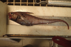Marlin-Spike photo 4