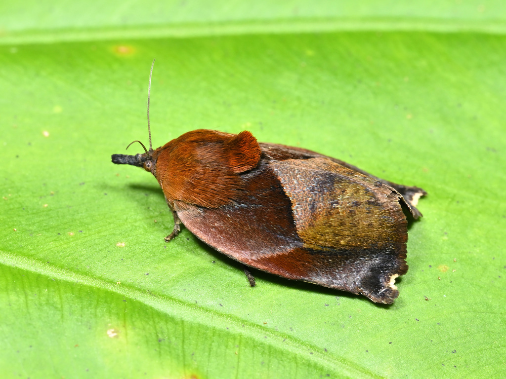 Hyblaea firmamentum