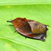 Hyblaea firmamentum - Photo (c) Formosa Pan, some rights reserved (CC BY-NC), uploaded by Formosa Pan