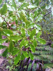 Pseudopanax discolor