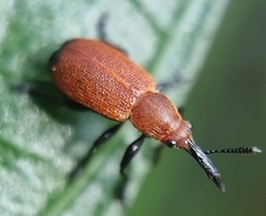 Pseudomesauletes