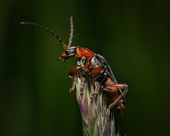 Cantharis rustica