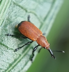 Pseudomesauletes
