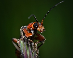 Cantharis rustica
