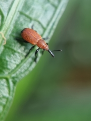 Pseudomesauletes