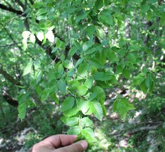 Carpinus orientalis