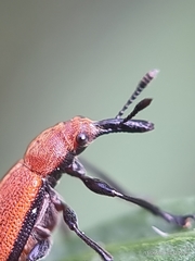 Pseudomesauletes