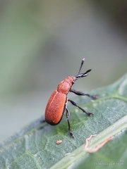 Pseudomesauletes