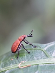 Pseudomesauletes