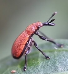 Pseudomesauletes