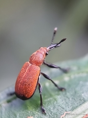 Pseudomesauletes