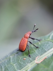 Pseudomesauletes