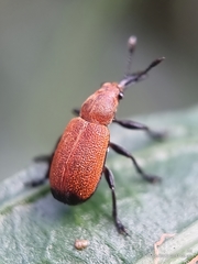 Pseudomesauletes