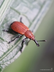 Pseudomesauletes