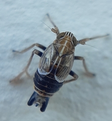 Dicranotropis hamata